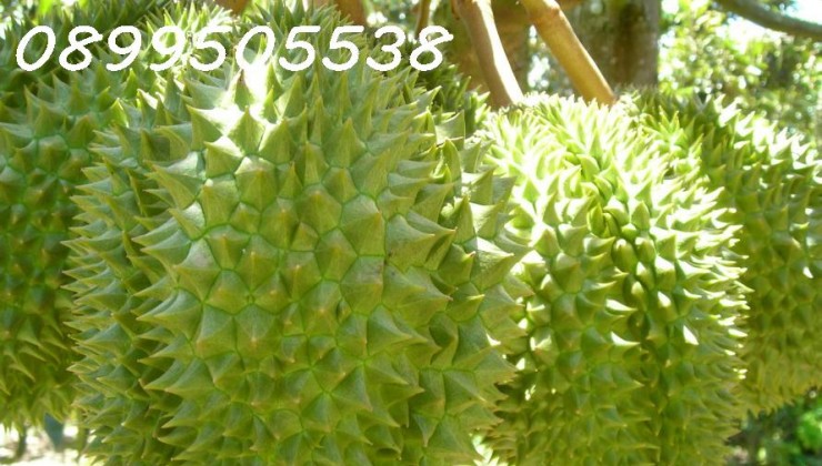 Bán nhanh nhà vườn sinh thái trung tâm đô thị 5000m2