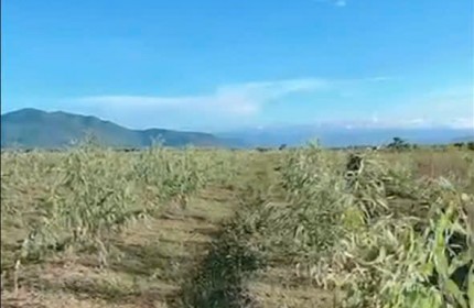 Bán 60 ha đất Huyện Bắc Bình Bình Thuận, sổ riêng từng nền, giá chỉ 700tr/10000m2. Lh:0901551567