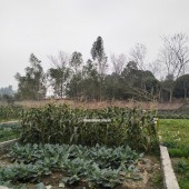 SIÊU PHẨM LÔ ĐẤT CHO CÁC NHÀ ĐẦU TƯ TẠI HIỆP HÒA BẮC GIANG GIÁ 5XX BÁN NHANH TRONG TUẦN