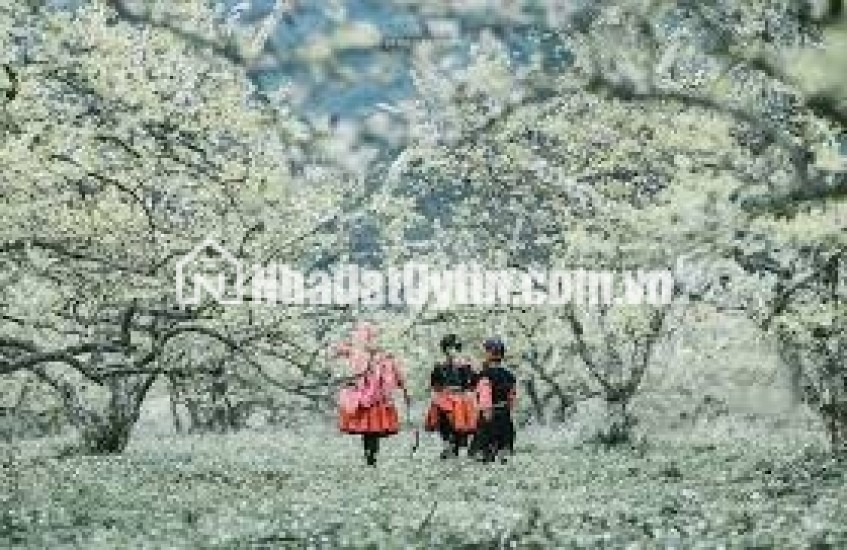 VIEW ĐỈNH CAO THỊ XÃ MỘC CHÂU