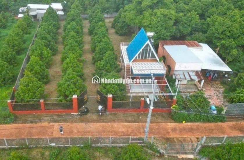 C SANG MỸ ĐỊNH CƯ KHÔNG AI CHĂM VƯỜN NÊN CẦN NHƯỢNG LẠI VƯỜN SẦU RIÊNG HIỆN TẠI CÓ 300 CÂY SẦU RIÊNG ĐÃ CHO TRÁI VÀ NHÀ TRÊN ĐẤT