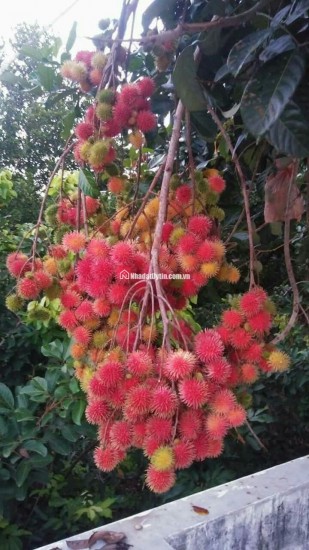 Gia Đình Cần Bán Gấp Lô Đất Vườn Trảng Bom 2800m2 Ngay Chợ Hưng Long