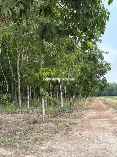 ĐẤT CAO SU ĐẸP NHƯ SÂN BANH – SÁT BECAMEX – CƠ HỘI VÀNG CHO NHÀ ĐẦU TƯ
