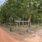 ĐẤT CAO SU ĐẸP NHƯ SÂN BANH – SÁT BECAMEX – CƠ HỘI VÀNG CHO NHÀ ĐẦU TƯ