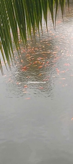 BÁN ĐẤT XÃ BÌNH LỢI - BÌNH CHÁNH, 10.387M2 SẴN 2 SỔ HỒNG CHỈ 2 TỶ/1000M2. LH:0978435476.