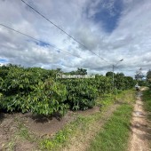 Bán gấp Tô Hiến Thành, Kon Tum - Cơ hội đầu tư giữ tiền khó tìm!