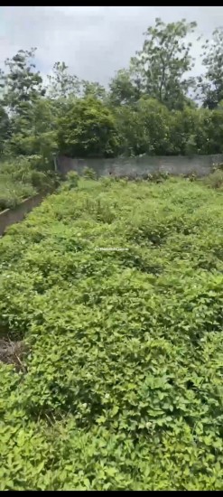 CẦN BÁN NHANH LÔ ĐẤT FULL THỔ CƯ – CẨM LĨNH, BA VÌ