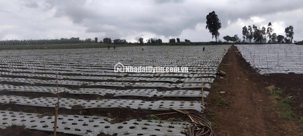 Chính chủ bán 13.000m² đất Tu Tra – Đơn Dương, vị trí đẹp, 2 mặt đường bê tông