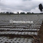 Chính chủ bán 13.000m² đất Tu Tra – Đơn Dương, vị trí đẹp, 2 mặt đường bê tông