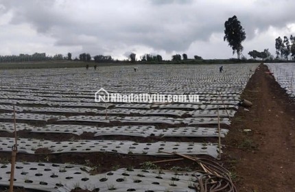 Chính chủ bán 13.000m² đất Tu Tra – Đơn Dương, vị trí đẹp, 2 mặt đường bê tông